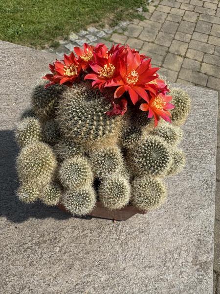 Rebutia rot